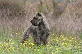 CAIRN TERRIER 633